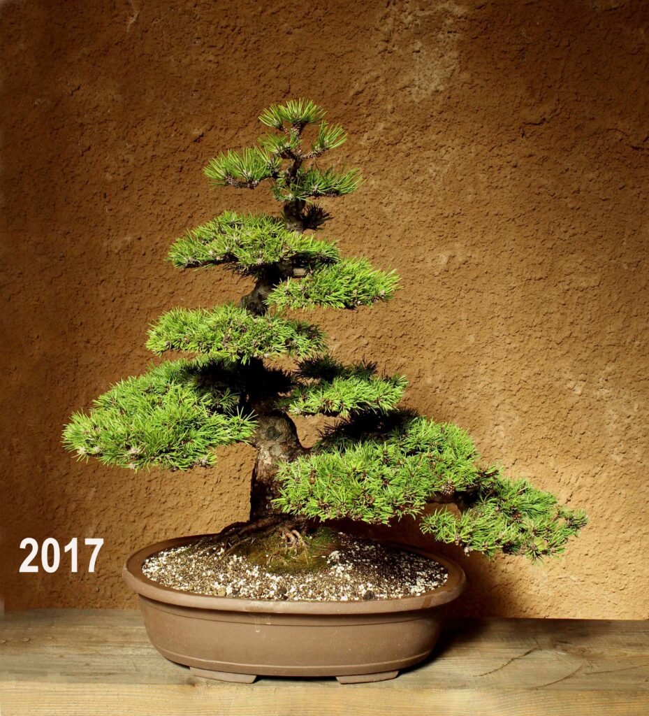 Bonsai;盆栽; P&B Hortikultura; Petar vrgoc; P und B Bonsai-Sammlung; Insel Krk, P&B Bonsai collection; Island Krk; pripadajuće ime vrste; 八つ房; Blazenka Vrgoc