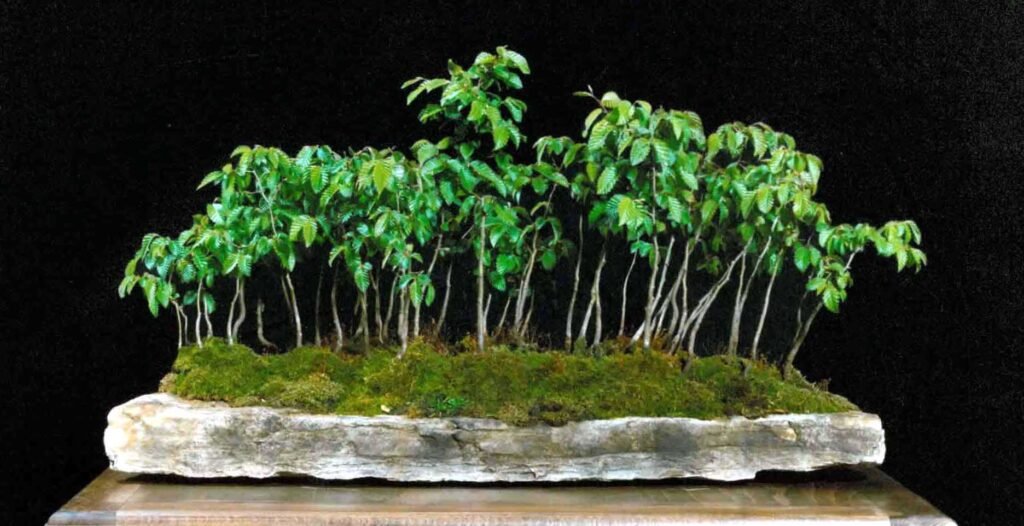 Bonsai;盆栽; P&B Hortikultura; Petar vrgoc; P und B Bonsai-Sammlung; Insel Krk, P&B Bonsai collection; Island Krk; pripadajuće ime vrste; 八つ房; Blazenka Vrgoc