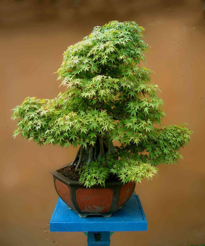 Bonsai;盆栽; P&B Hortikultura; Petar vrgoc; P und B Bonsai-Sammlung; Insel Krk, P&B Bonsai collection; Island Krk; pripadajuće ime vrste; 八つ房; Blazenka Vrgoc