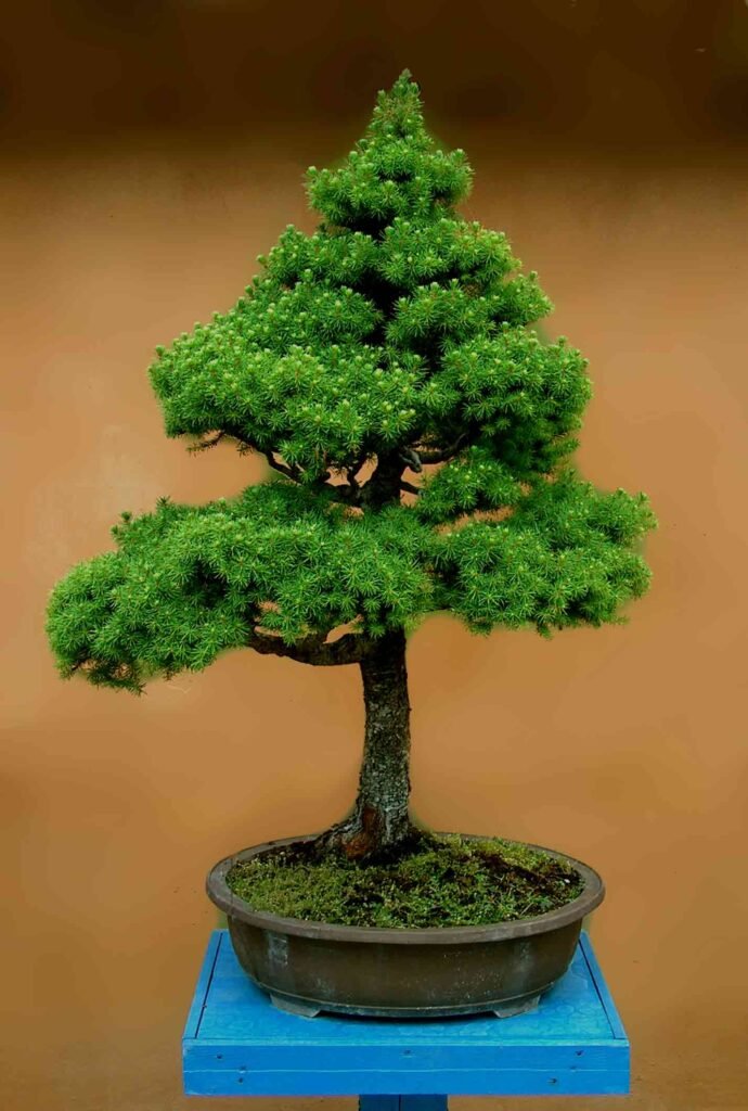 Bonsai;盆栽; P&B Hortikultura; Petar vrgoc; P und B Bonsai-Sammlung; Insel Krk, P&B Bonsai collection; Island Krk; pripadajuće ime vrste; 八つ房; Blazenka Vrgoc