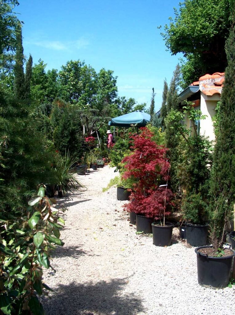 P&B Hortikultura, ukrasne biljke, ornamental plants, ornamental gardens, vrtni centar, garden centar, Gartenzentrum, Bäumeschule, Zierpflanzen, Krk, Malinska, Petar Vrgoc, Blazenka Vrgoc; ORNAMENTAL PLANT NURSERY, RASTLINJAK, DREVESNICA, FAISKOLA, ZAHRADNICTVI, ZAHRADNICTVO, VIVAIO, BAUMSCHULE, BOOMKWEKERIJEN