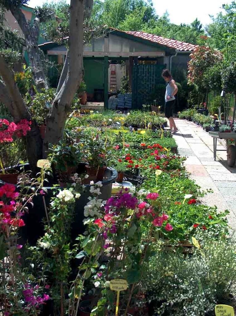 P&B Hortikultura, ukrasne biljke, ornamental plants, ornamental gardens, vrtni centar, garden centar, Gartenzentrum, Bäumeschule, Zierpflanzen, Krk, Malinska, Petar Vrgoc, Blazenka Vrgoc; ORNAMENTAL PLANT NURSERY, RASTLINJAK, DREVESNICA, FAISKOLA, ZAHRADNICTVI, ZAHRADNICTVO, VIVAIO, BAUMSCHULE, BOOMKWEKERIJEN