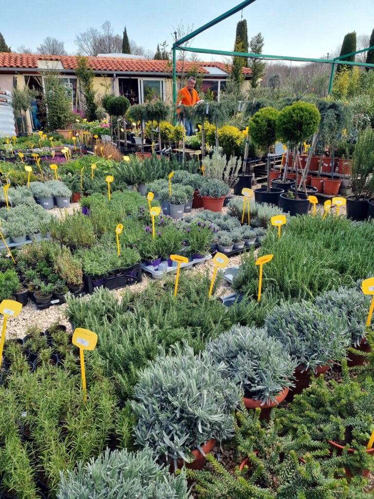 P&B Hortikultura, ukrasne biljke, ornamental plants, ornamental gardens, vrtni centar, garden centar, Gartenzentrum, Bäumeschule, Zierpflanzen, Krk, Malinska, Petar Vrgoc, Blazenka Vrgoc; ORNAMENTAL PLANT NURSERY, RASTLINJAK, DREVESNICA, FAISKOLA, ZAHRADNICTVI, ZAHRADNICTVO, VIVAIO, BAUMSCHULE, BOOMKWEKERIJEN