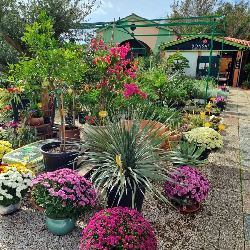 P&B Hortikultura, ukrasne biljke, ornamental plants, ornamental gardens, vrtni centar, garden centar, Gartenzentrum, Bäumeschule, Zierpflanzen, Krk, Malinska, Petar Vrgoc, Blazenka Vrgoc; ORNAMENTAL PLANT NURSERY, RASTLINJAK, DREVESNICA, FAISKOLA, ZAHRADNICTVI, ZAHRADNICTVO, VIVAIO, BAUMSCHULE, BOOMKWEKERIJEN